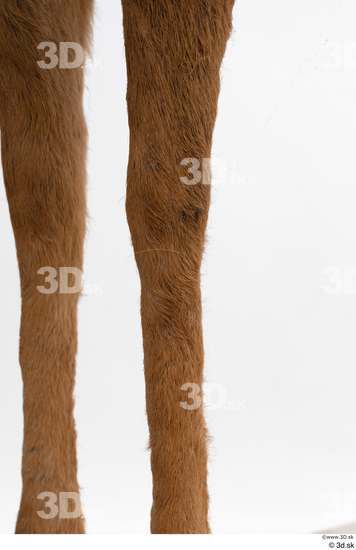 Leg Deer Animal photo references