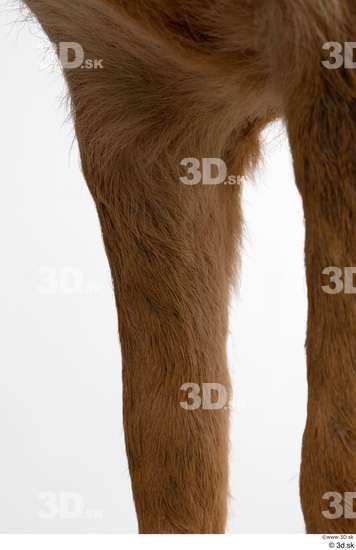 Leg Deer Animal photo references