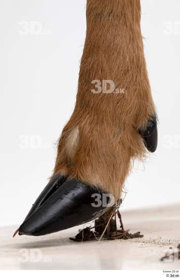 Foot Deer Animal photo references