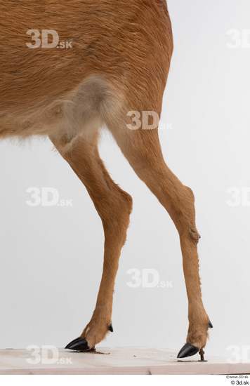 Leg Deer Animal photo references