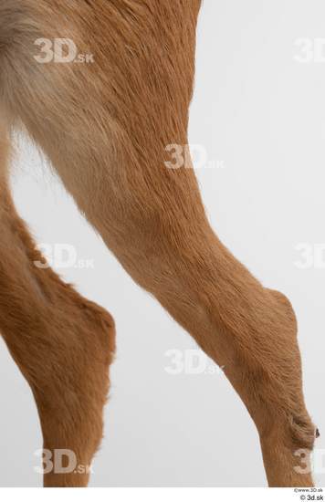 Leg Deer Animal photo references