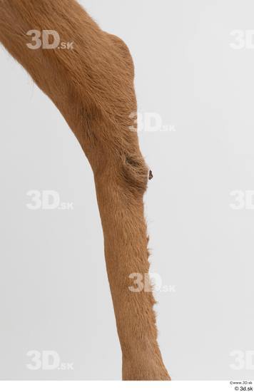 Leg Deer Animal photo references