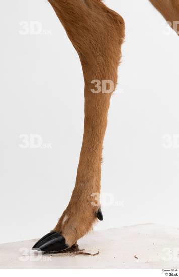 Leg Deer Animal photo references