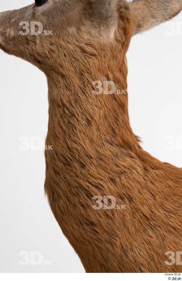 Neck Deer Animal photo references