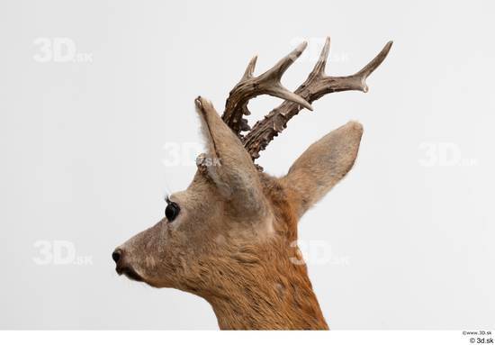 Head Deer Animal photo references