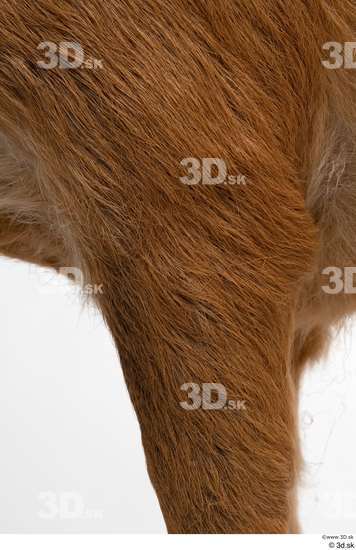 Leg Deer Animal photo references