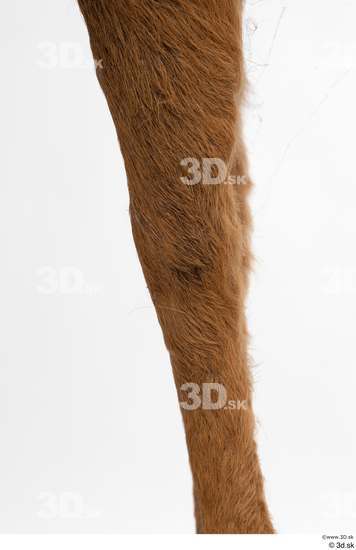 Leg Deer Animal photo references