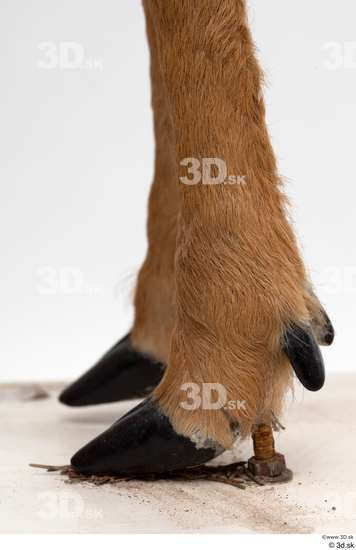 Foot Deer Animal photo references