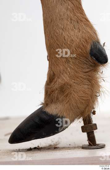 Foot Deer Animal photo references