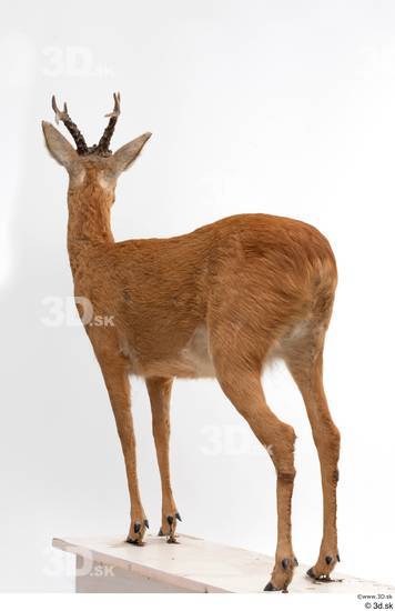 Whole Body Deer Animal photo references