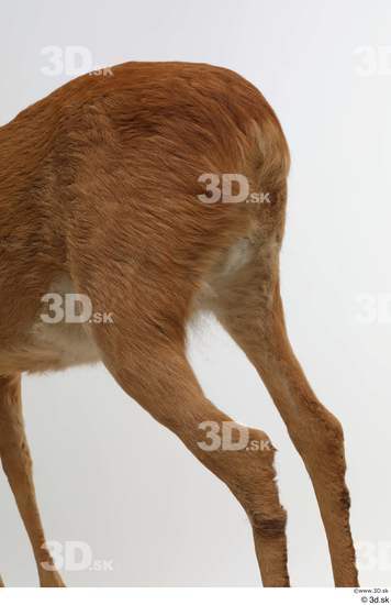 Leg Back Deer Animal photo references