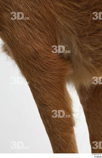 Leg Deer Animal photo references