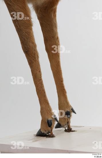 Leg Deer Animal photo references