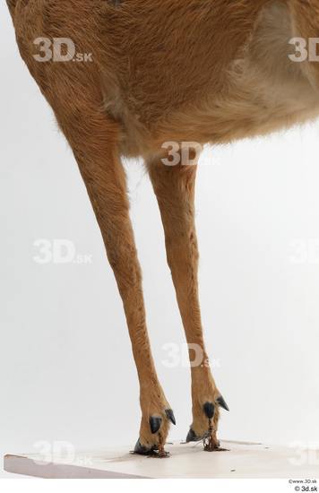 Leg Deer Animal photo references