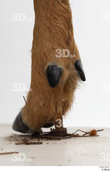 Foot Deer Animal photo references