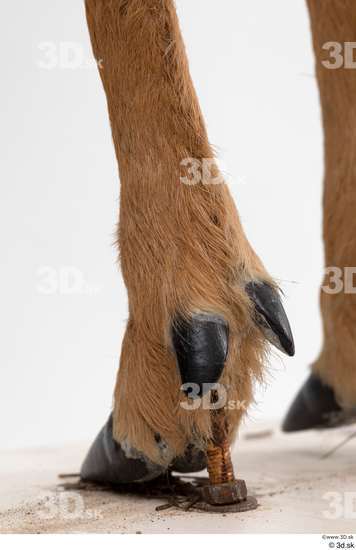 Foot Deer Animal photo references