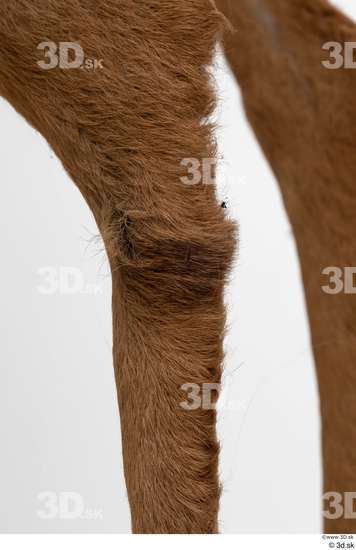 Leg Deer Animal photo references