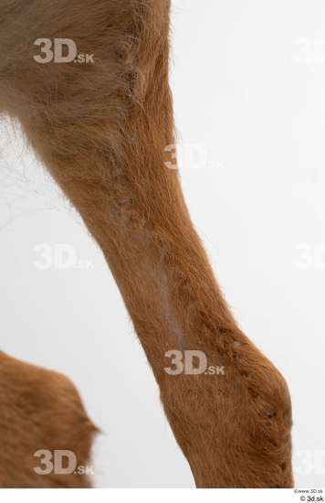 Leg Deer Animal photo references