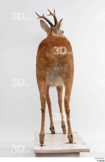 Whole Body Deer Animal photo references