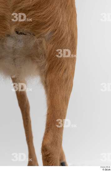 Leg Deer Animal photo references