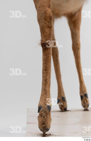 Leg Deer Animal photo references