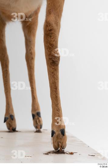 Leg Deer Animal photo references