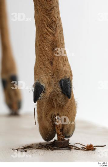 Foot Deer Animal photo references