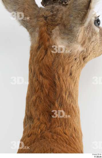 Neck Deer Animal photo references