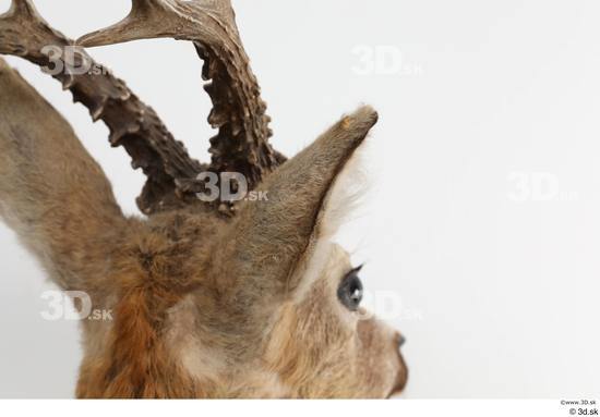 Head Deer Animal photo references