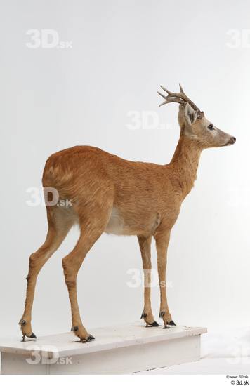 Whole Body Deer Animal photo references