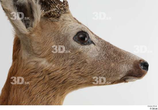 Head Deer Animal photo references