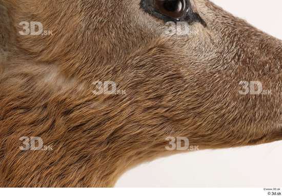 Head Deer Animal photo references