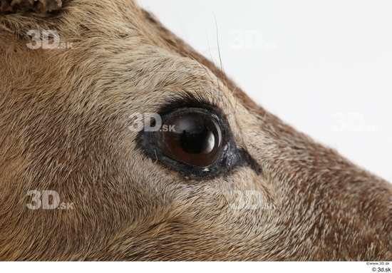 Eye Deer Animal photo references