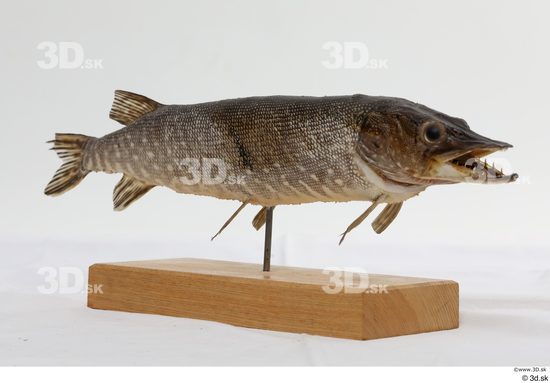 Whole Body Fish Animal photo references