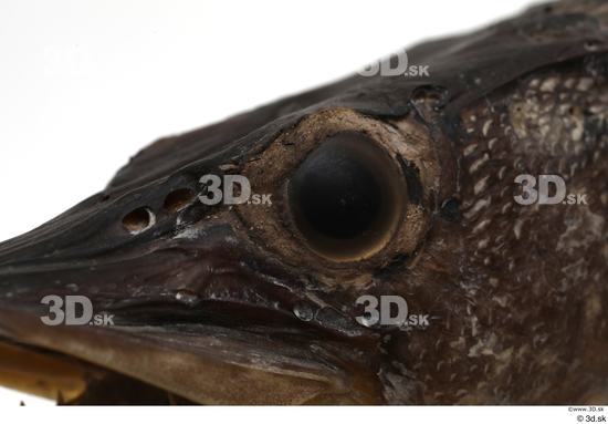 Eye Fish Animal photo references