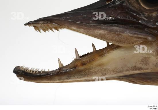 Mouth Teeth Fish Animal photo references