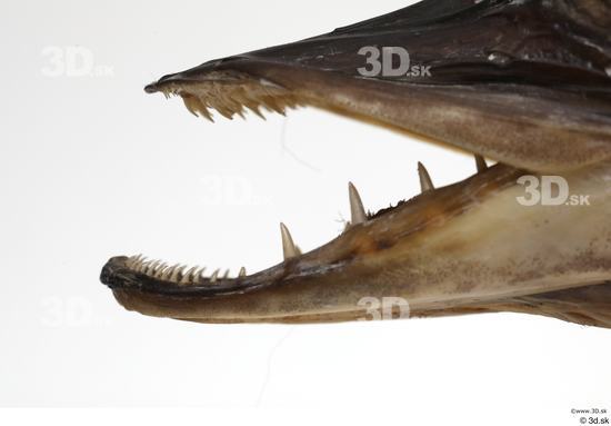 Mouth Teeth Fish Animal photo references