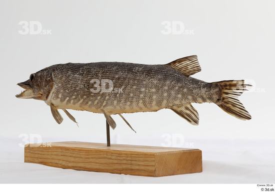 Whole Body Fish Animal photo references