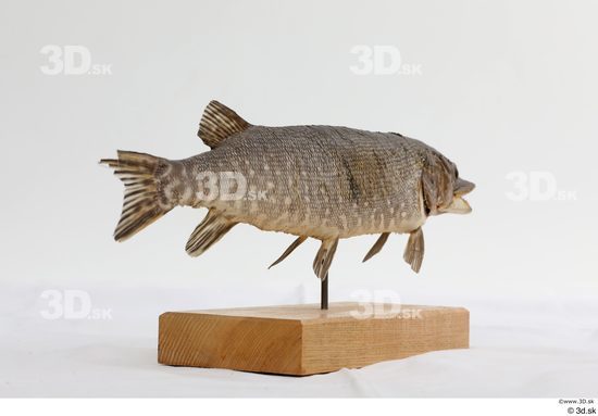 Whole Body Fish Animal photo references