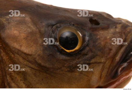 Eye Fish Animal photo references