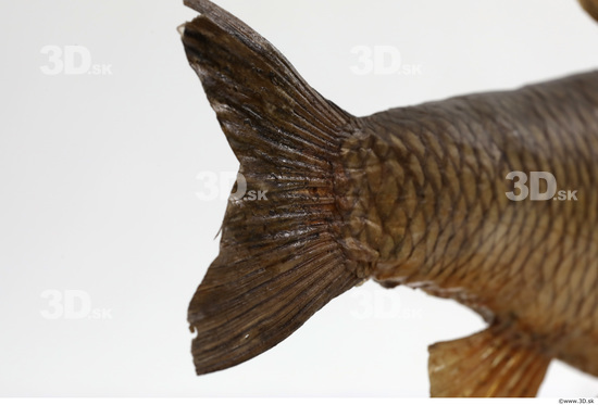 Tail Fish Animal photo references