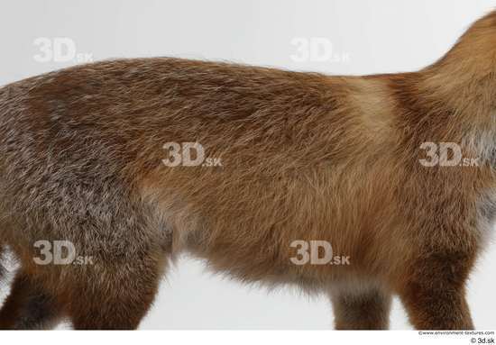 Back Fox Animal photo references