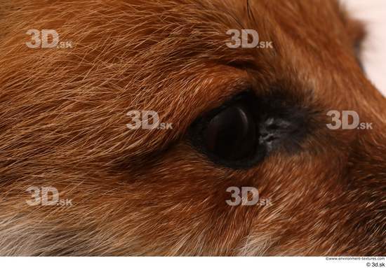 Eye Fox Animal photo references