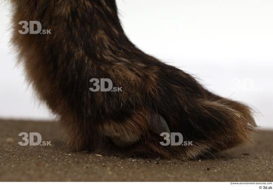 Foot Fox Animal photo references