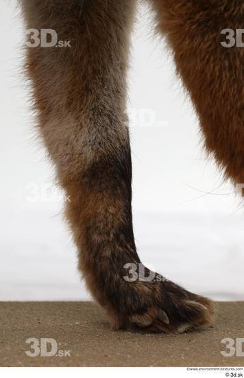 Leg Fox Animal photo references