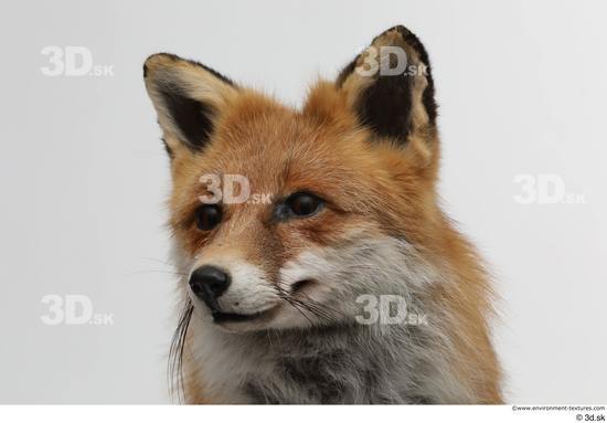 Head Fox Animal photo references