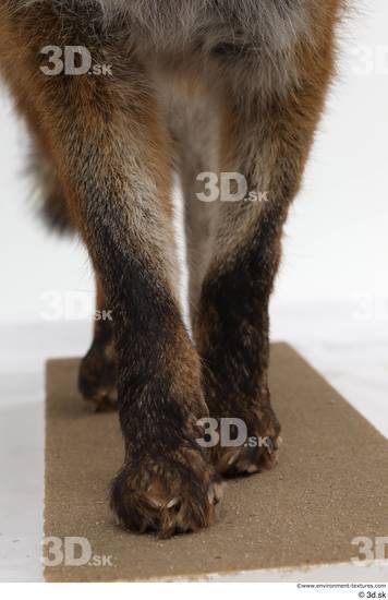 Leg Fox Animal photo references