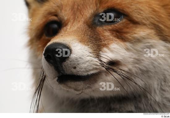 Mouth Nose Fox Animal photo references