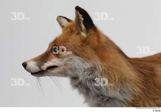 Head Fox Animal photo references