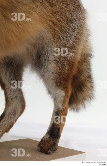 Leg Fox Animal photo references